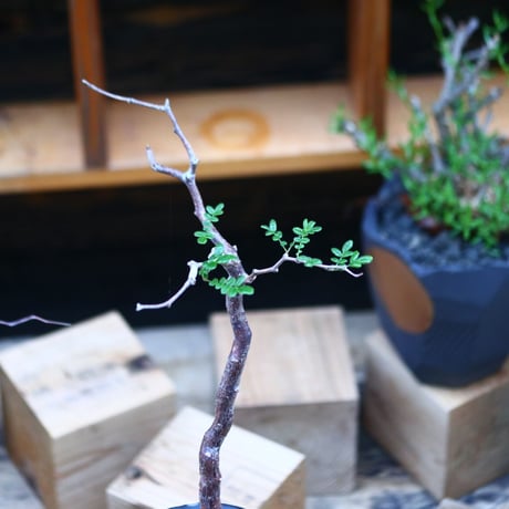 コミフォラ モンストローサ／Commiphora monstrosa   no.92604