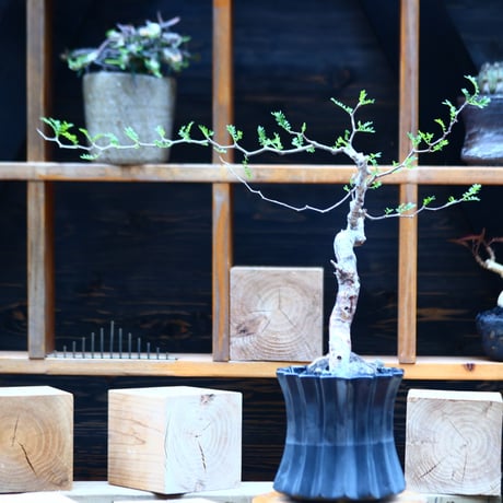 コミフォラ モンストローサ   Commiphora monstrosa   no.82227
