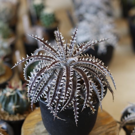 Dyckia  (Heaven & Hell x macedoi)F2 (4号鉢)  no.1226/49