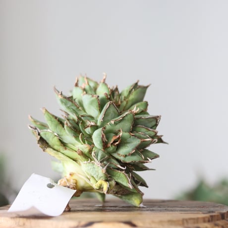 Agave titanota filigree Devil / Style of Chika　no.42194