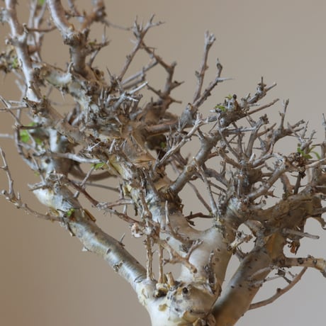 Commiphora wightii × takero pot (3号鉢)  no.412-2