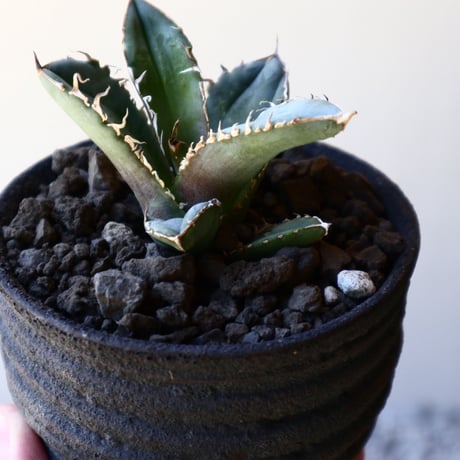 アガベ   シエラ   Agave titanota Sierra    no.40711