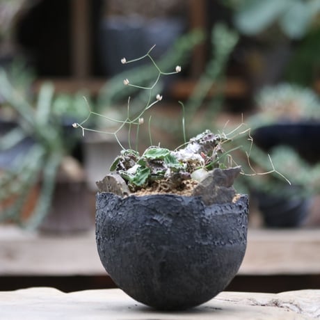 ユーフォルビア デカリー／Euphorbia decaryi  no.100925