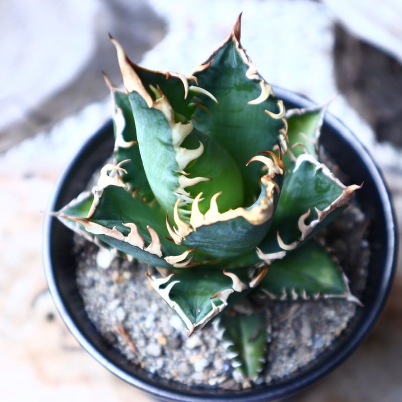 アガベ チタノタ レッドキャットウィーズル Agave titanota