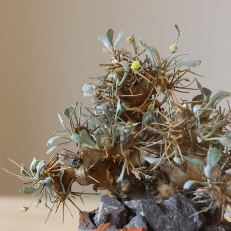 Othonna euphorbioides × N/OH (3.5号鉢)  no.412-6