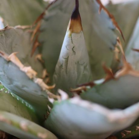 Agave titanota WIB × soso no.82524