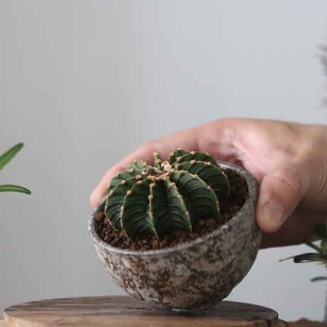 Gymnocalycium friedrichii LB2178 × たけろうポット   no.51204