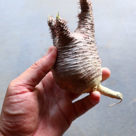 パキポディウム グラキリス 抜苗  Pachypodium rosulatum var. gracilius no.92928