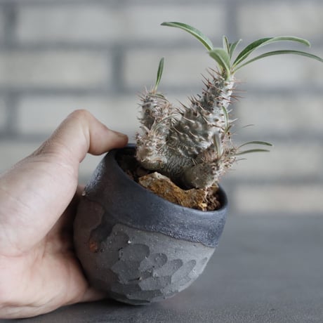 Pachypodium gracilius × N/OH (2.5号)  no.607/20