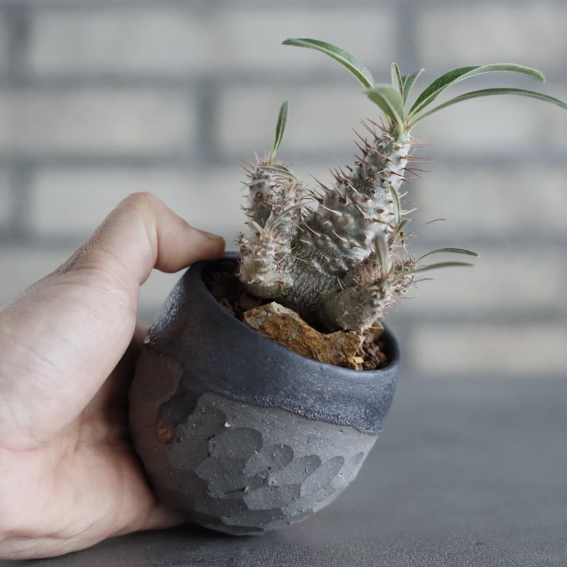 Pachypodium gracilius × N/OH (2.5号) no.607/20