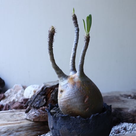 パキポディウム グラキリス Pachypodium rosulatum var. gracilius no.51936