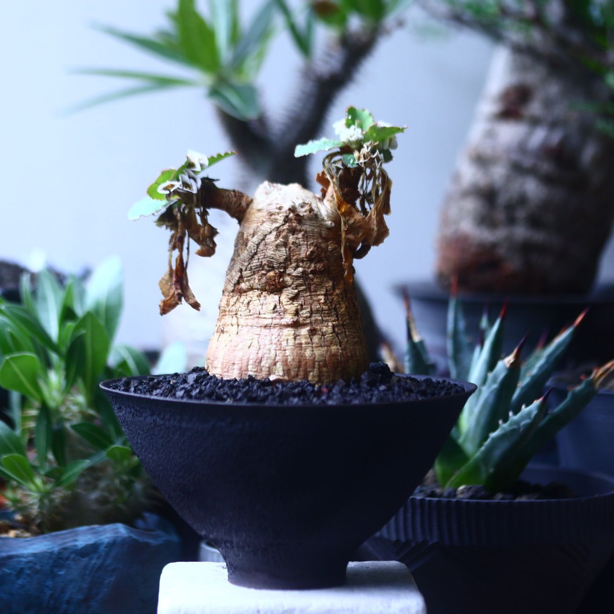 ユーフォルビア プリムリフォリア Euphorbia primulifolia no.6