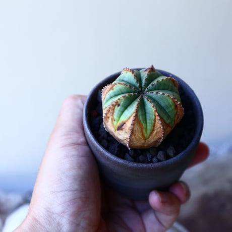ユーフォルビア  バリダ  hyb   Euphorbia valida  hyb   no.60205