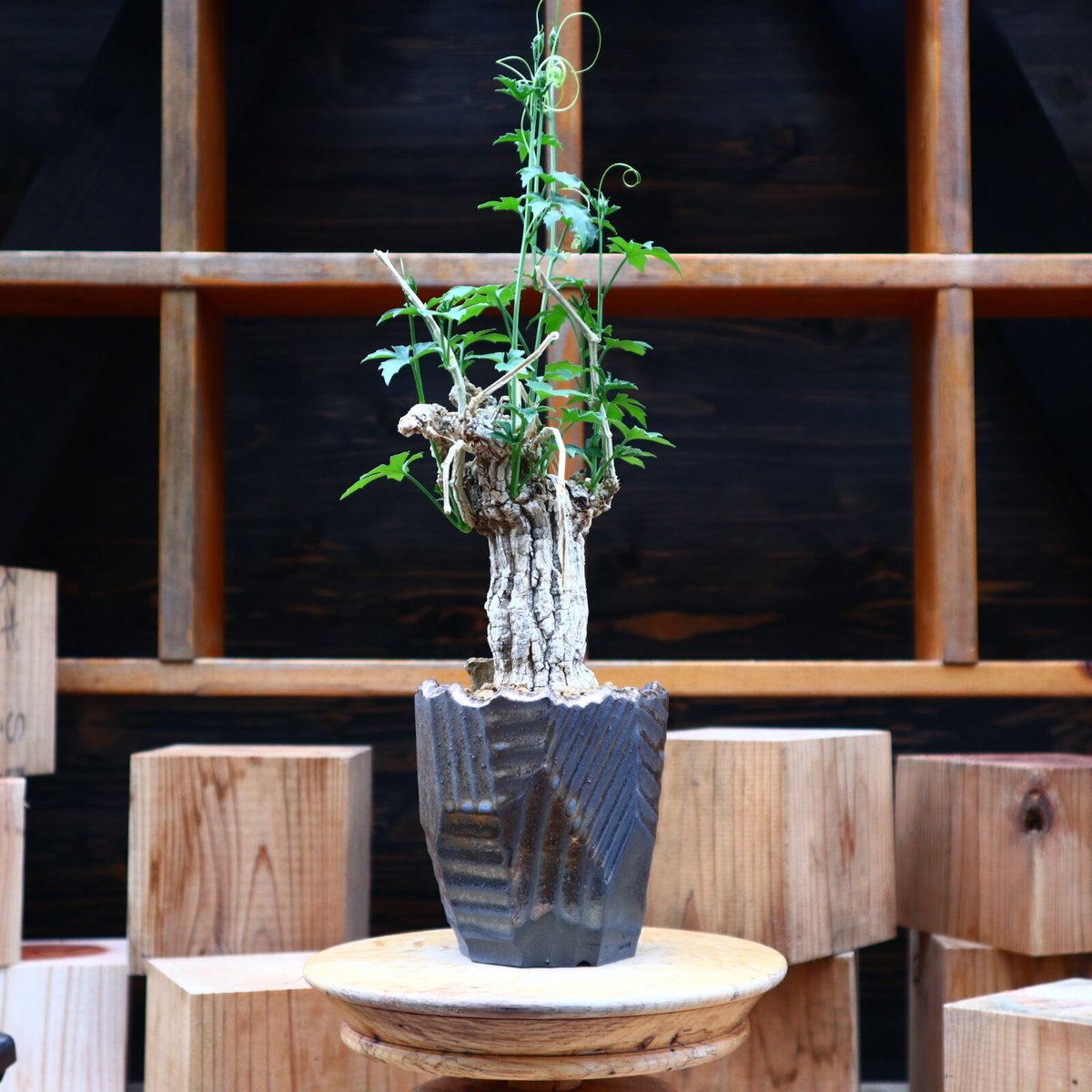コラロカルプス グロメルリフロルス ／ Corallocarpus glomerulif