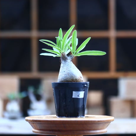 パキポディウム  グラキリス ／Pachypodium  gracilius     no.101706