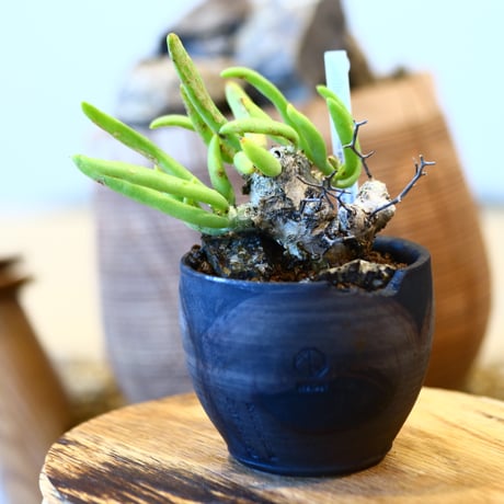 Tylecodon reticulate × N/OH  no.12123