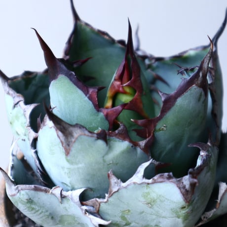 アガベ チタノタ　ブラック＆ブルー  Agave titanota black&bule    no.51909