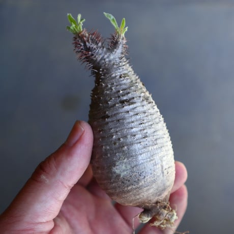 パキポディウム グラキリス 抜苗  Pachypodium rosulatum var. gracilius no.100613