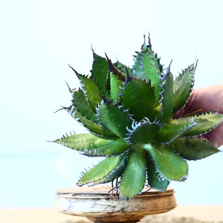 Agave horrida / Style of Chika   no.1015/10