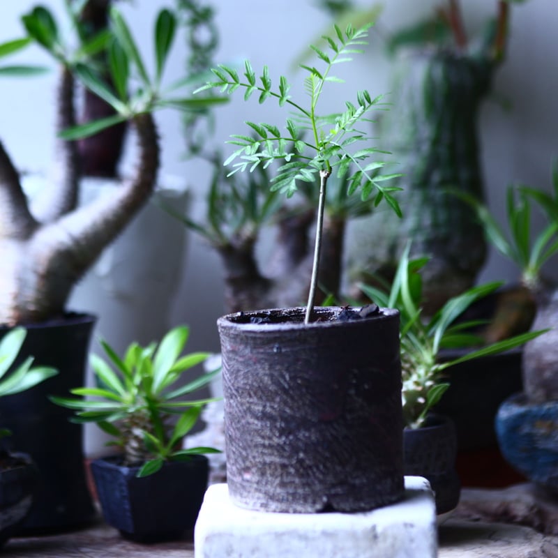 ブルセラ ミクロフィラ Bursera microphylla no.71919 |