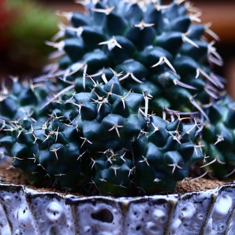 マミラリア マグニママ／Mammillaria magnimamma    no.21330