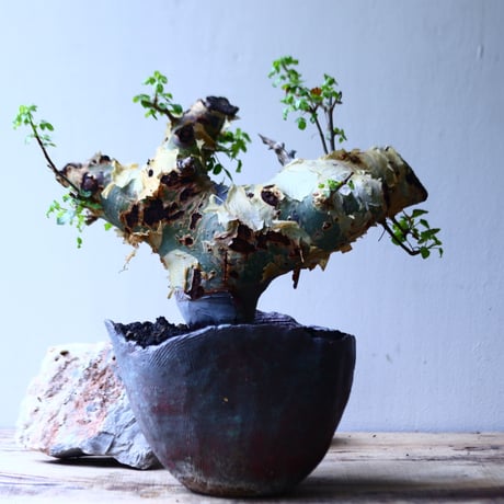 コミフォラ  カタフ v.ターカネンシス    Commiphora kataf ver.turkanensis   no.90641