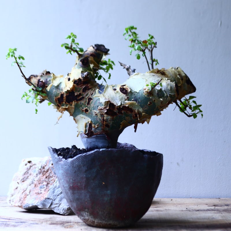 コミフォラ カタフ ターカネンシス 陶器鉢 コミフォラ カタフ