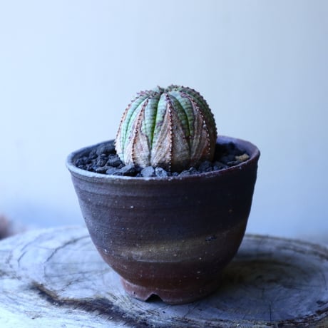 ユーフォルビア  オベサ 　 Euphorbia obesa　no.52623