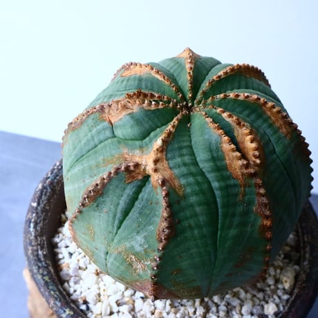 ユーフォルビア  オベサ  Euphorbia obesa  No.029