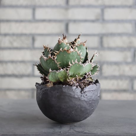 Agave titanota filigree × takero pot (4.5号)  no.621/67
