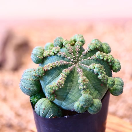 ユーフォルビア  仔吹きシンメトリカ / Euphorbia  symmetrica   no.51462