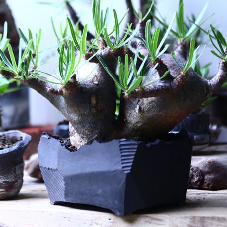 パキポディウム グラキリス  Wヘッド  Pachypodium rosulatum var. gracilius no.71905