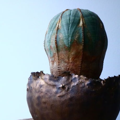 ユーフォルビア  オベサ  Euphorbia obesa  No.024