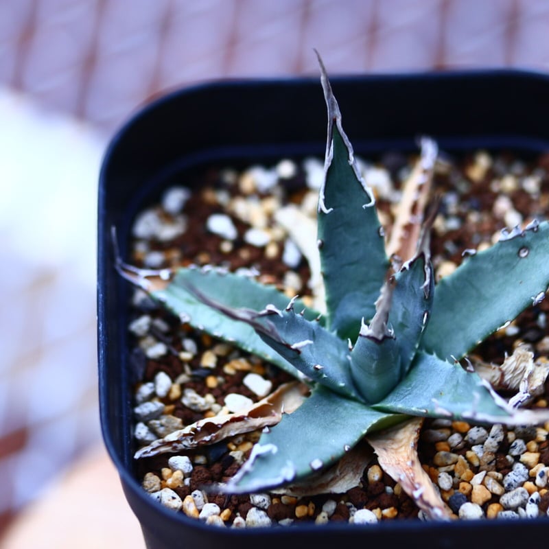 アガベ ユタエンシス エボリスピナ Agave uthaensis var. ebo...