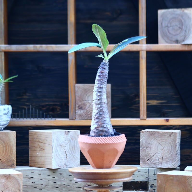 パキポディオイデス　現地球　発根済み ユーフォルビア・パキポディオイデス（Euphorbia pachypodioides）の