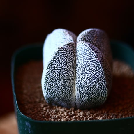 アストロフィツム  恩塚ランポー玉   実生    Astrophytum myriostigma cv.　no.111567③