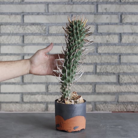 Euphorbia schoenlandii (闘牛角) × N/OH (4号)  no.510/5