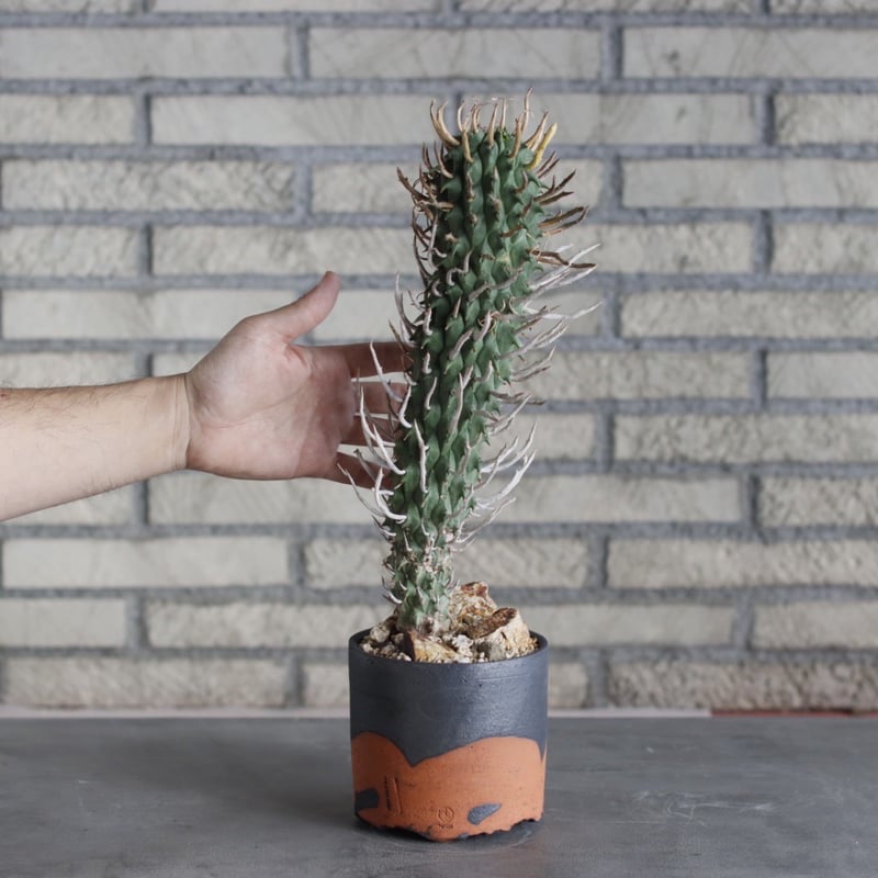 Euphorbia schoenlandii (闘牛角) × N/OH (4号) no.51
