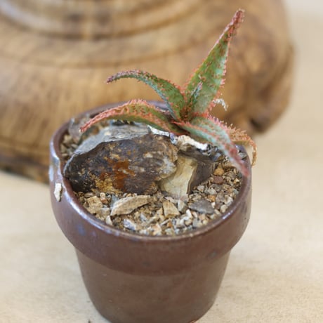 Aloe ‘Chiristmas Carol’ × YAMABACHI var.六本芽　 no.126-2