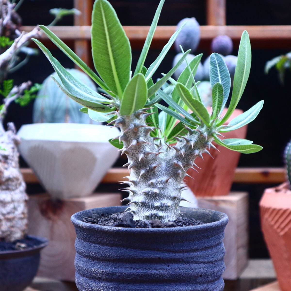 パキポディウム ロスラーツム 実生／Pachypodium rosulatum no.