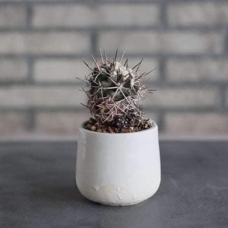 Copiapoa carrizalensis (3号)  no.510/59