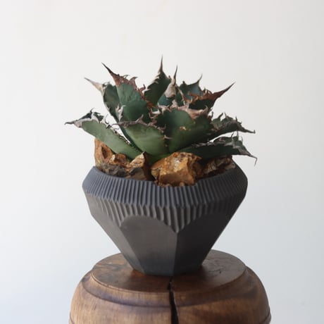 U.S. solareclipse (Agave titanota solareclipse) / Style of Chika × N/OH　no.1227-54