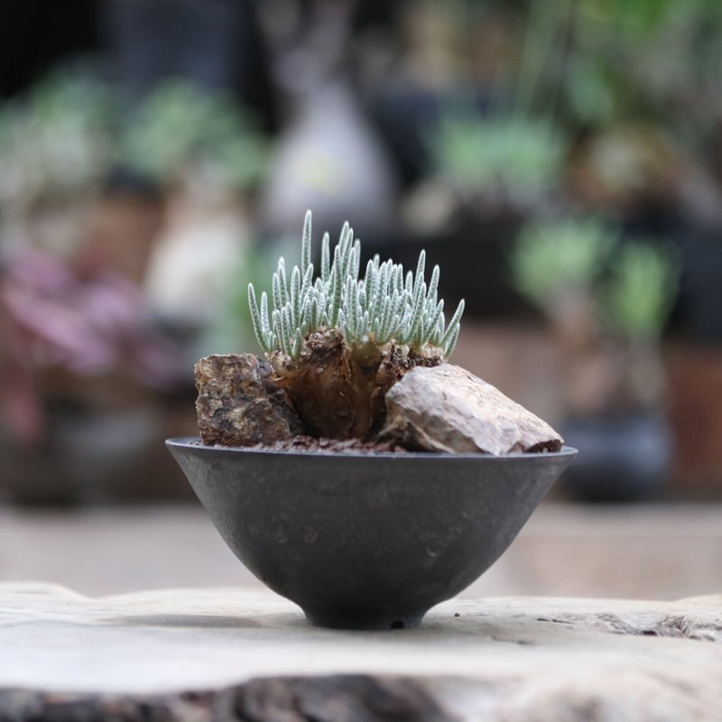 アボニア クイナリア アルストニー 赤花 大株 冬型塊根 当方管理期間6