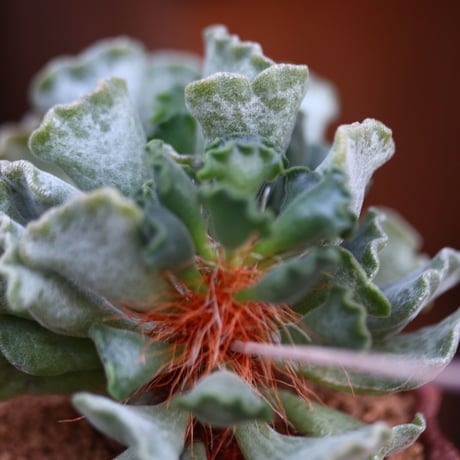 アドロミクス ポエルニツィアヌス 神想曲 / Adromischus poellnitzianus  no.31924
