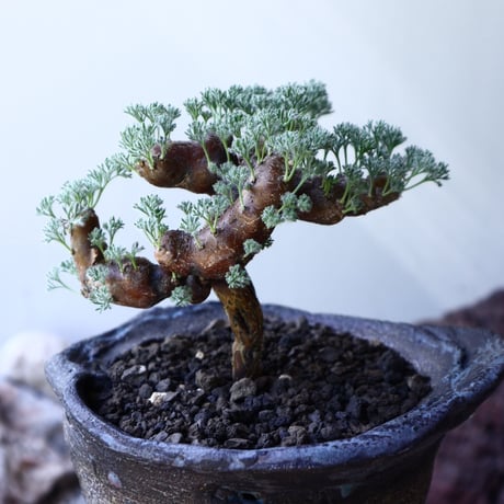 サルコカウロン  ムルチフィズム  Sarcocaulon multifidum   no.61606