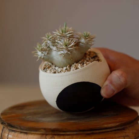 Pachypodium (Densicaule×enigmaticum) × N/OH (2.5号)  no.118/10