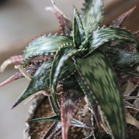 Aloe somaliensis × Kaori Ono / humanity pot   no.63028