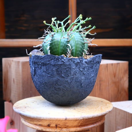 ユーフォルビア  バリダ♂／Euphorbia valida    no.60554