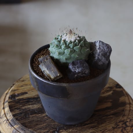ストロンボカクタス 菊水 × YAMABACHI var.takero pot  no.1020-15