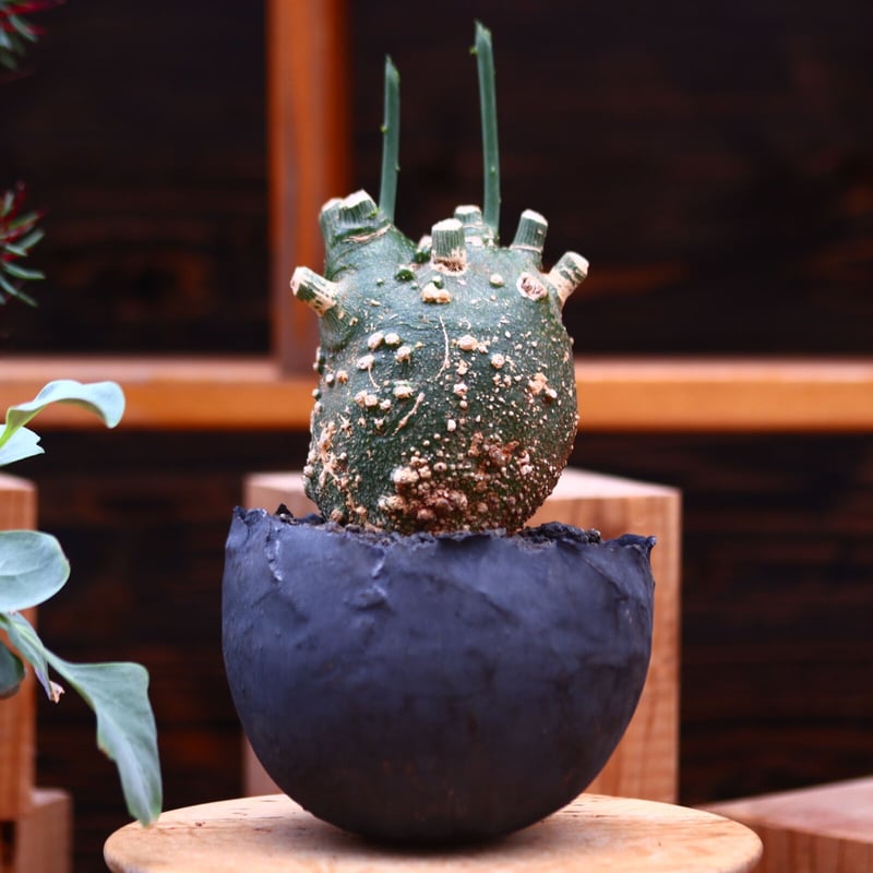 アデニア グロボーサ ／Adenia globosa no.30637 | 芽の巣山